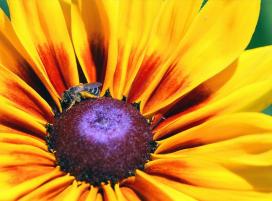Bájos Rudbeckia fajok és termesztése (féle) Bájos Rudbeckia fajok és növekvő