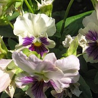 Frumoasele specii rudbeckia și cultivarea