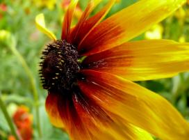 Bájos Rudbeckia fajok és termesztése (éves) Bájos Rudbeckia fajok és növekvő