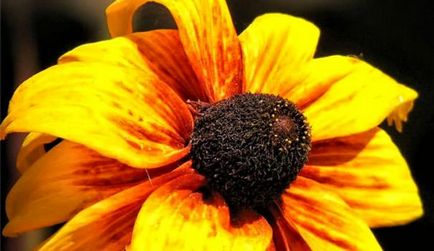 Bájos Rudbeckia fajok és termesztése (éves) Bájos Rudbeckia fajok és növekvő
