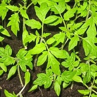 Bájos Rudbeckia fajok és termesztése (hangulatos) Bájos Rudbeckia fajok és növekvő