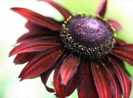 Bájos Rudbeckia fajok és a növekvő (azt mondják levelek hátrány) Bájos Rudbeckia fajok és növekvő