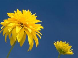 Bájos Rudbeckia fajok és termesztés (Rudbeckia magvak) Bájos Rudbeckia fajok és növekvő