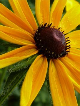 Bájos Rudbeckia fajok és a növekvő (azt mondják levelek hátrány) Bájos Rudbeckia fajok és növekvő