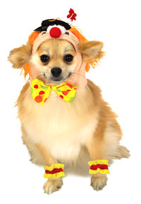 Îmbrăcăminte pentru câini în Halloween, coafuri lunare, coafuri lunare 2016 g, calendar lunar