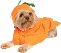 Îmbrăcăminte pentru câini în Halloween, coafuri lunare, coafuri lunare 2016 g, calendar lunar