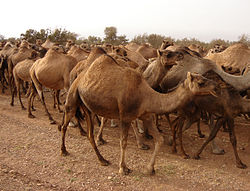 Egypúpú (cargo lovaglás) egypúpú