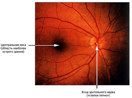 Oftalmologia nervului optic congestiv