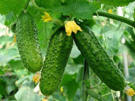Gardener, hogy vizsgálja felül a szabályokat uborka műtrágya (műtrágya) Gardener, hogy vizsgálja felül a szabályokat uborka műtrágya