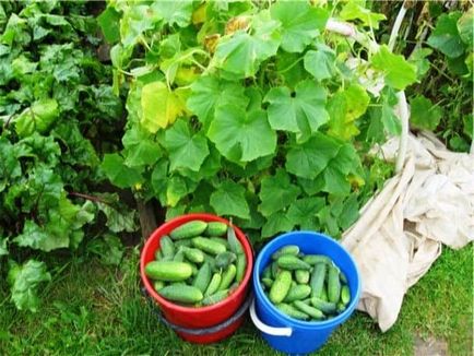 Gardener, hogy vizsgálja felül a szabályokat uborka műtrágyák (szabályok) Gardener, hogy vizsgálja felül a szabályokat uborka műtrágya