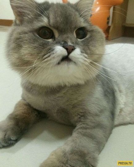 O pisică uriașă de pluș - o celebritate blondă în Thailanda (13 poze), iad
