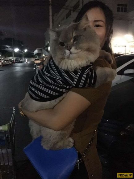 Величезний плюшевий кіт - пухнаста знаменитість в Таїланді (13 фото), чорт забирай