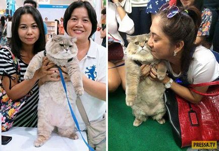 Величезний плюшевий кіт - пухнаста знаменитість в Таїланді (13 фото), чорт забирай