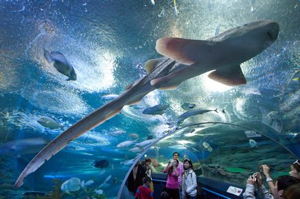 Oceanarium 