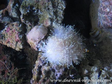 Oceanarium underwater pattaya lume în pattaya, jurnal de non-întâlnire