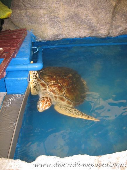 Oceanárium víz alatti világ Pattaya Pattaya napló nyugtalan (Pattaya) Oceanárium víz alatti világ Pattaya Pattaya napló nyugtalan