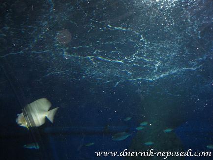 Oceanarium underwater pattaya lume în pattaya, jurnal de non-întâlnire