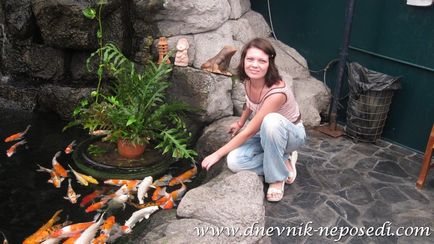 Oceanárium víz alatti világ Pattaya Pattaya napló nyugtalan (világ) Oceanárium víz alatti világ Pattaya Pattaya napló nyugtalan