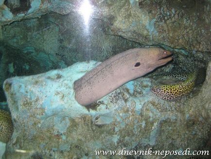 Oceanarium underwater pattaya lume în pattaya, jurnal de non-întâlnire