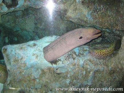 Океанаріум underwater world pattaya в Паттайя, щоденник непосиди