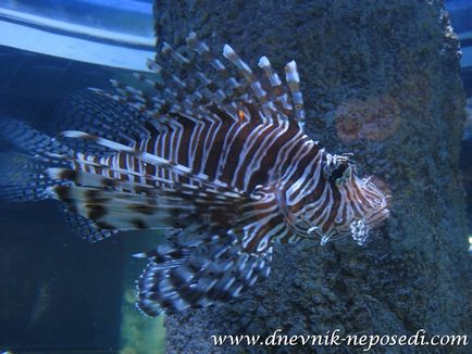 Oceanarium underwater pattaya lume în pattaya, jurnal de non-întâlnire