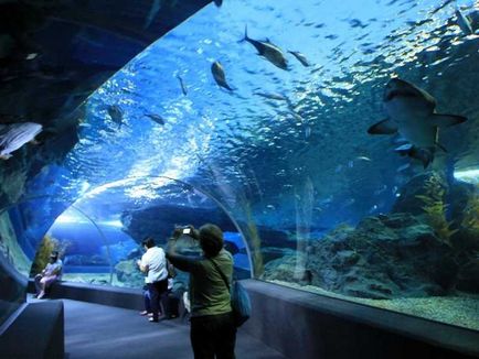 Oceanarium в Патая