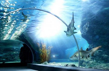 Oceanarium в Патая