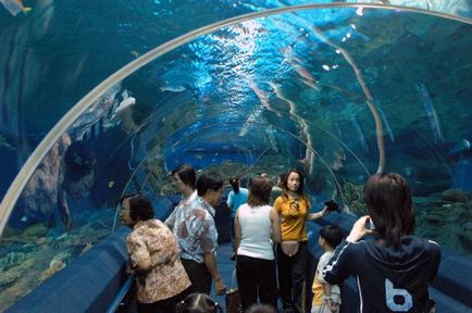 Oceanarium în Pattaya cum să ajungi acolo, prețuri, fotografii și videoclipuri