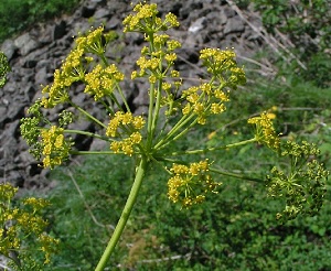 Omik (Ferula Dzungarskaya), aplicație de rădăcină omică, contraindicații