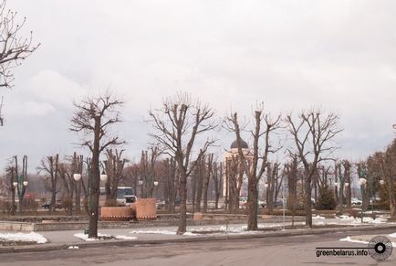 Tăierea intineritoare în oraș de ce avem nevoie de copaci 