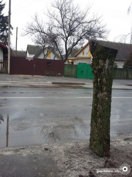 Fiatalító metszés fák miért kell „egy távírópózna” (fák) Fiatalító metszés fák miért kell „egy távírópózna”