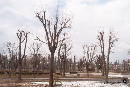 Tăierea intineritoare în oraș de ce avem nevoie de copaci 