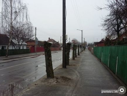 Tăierea intineritoare în oraș de ce avem nevoie de copaci 