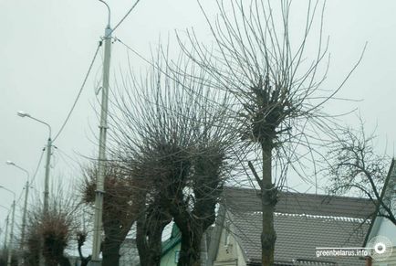 Омолоджуюча обрізка в місті навіщо нам дерева «під телеграфний стовп»