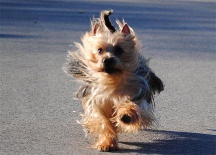 Descrierea rasei de câini australian silky terrier