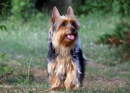 Descrierea rasei de câini australian silky terrier