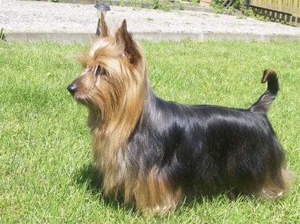 Descrierea rasei de câini australian silky terrier