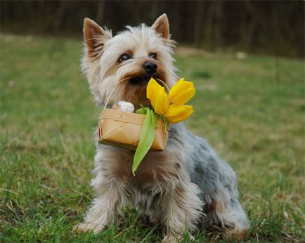 Descrierea rasei de câini australian silky terrier