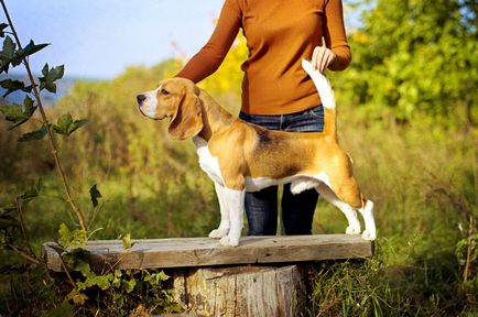 Leírás beagle kutyák, a legjobb barátaink