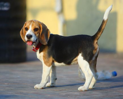 Descrierea câinilor beagle, cei mai buni prieteni