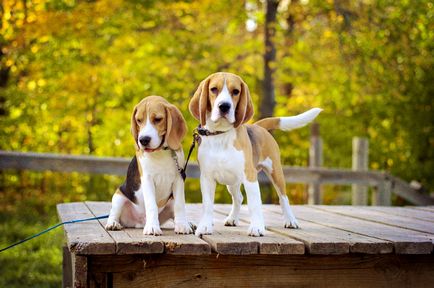 Leírás beagle kutyák, a legjobb barátaink