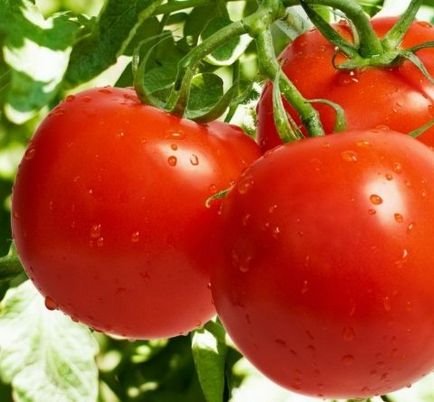 Descrierea speciilor de tomate yana, tatiana, lampă roz