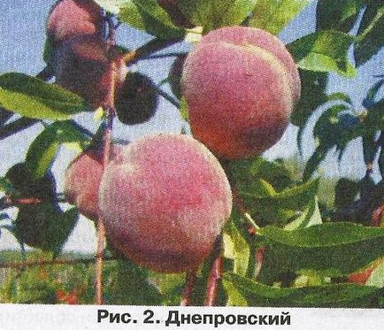 Досвід вирощування персика на Уралі - сади сибіру