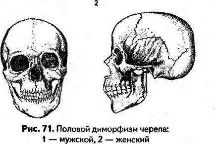 Визначення статі, віку і морфологічних особливостей по черепу і інших елементів скелета