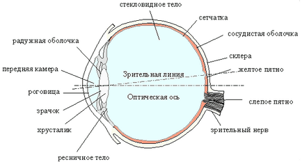 Оптична система ока