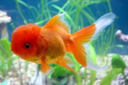 Orand roșu cap ca cea mai interesantă formă de goldfish