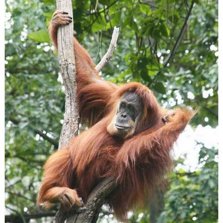 Orangutan, poze