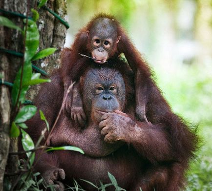 Orangután, fotók