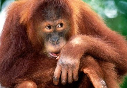 Orangutan Sumatran descriere și fotografie