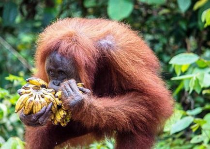 Orangutan Sumatran descriere și fotografie